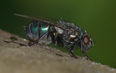 Eudasyphora cyanella