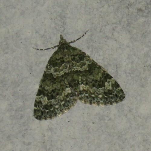 Autumn Green Carpet
