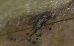 Eudasyphora cyanella