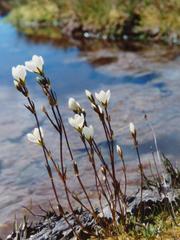 Gentianella vernicosa