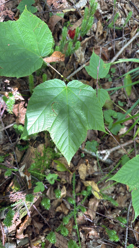 striped maple