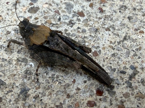 Mexican Pygmy Grasshopper