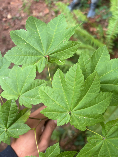 Vine Maple