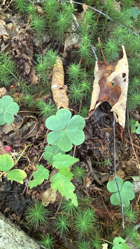 mountain woodsorrel