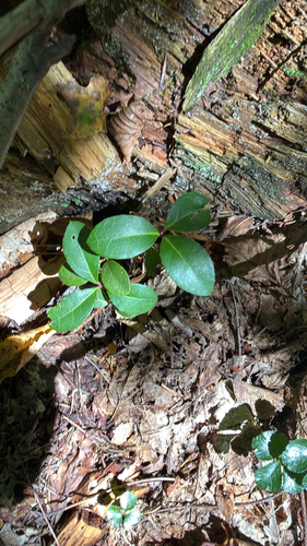 Eastern Teaberry