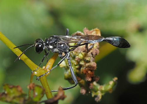 Gold-marked Thread-waisted Wasp