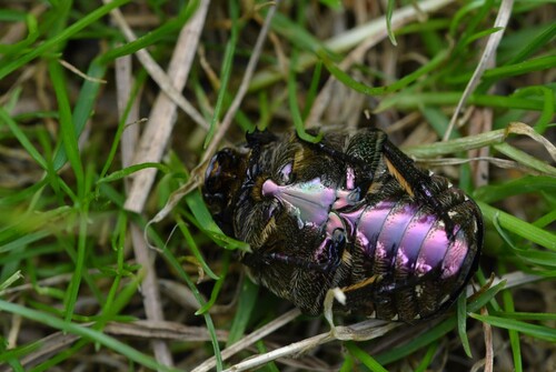 Copper Chafer