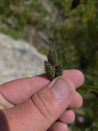 Carex heteroneura observed 2026-07-31