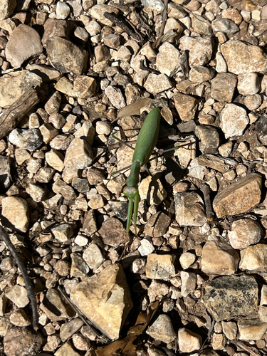 European Mantis