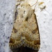 Eastern Bordered Straw - Photo (c) Riccardo Molajoli, some rights reserved (CC BY-NC), uploaded by Riccardo Molajoli