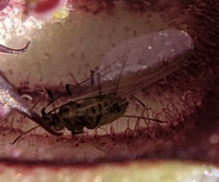 Myzus persicae
