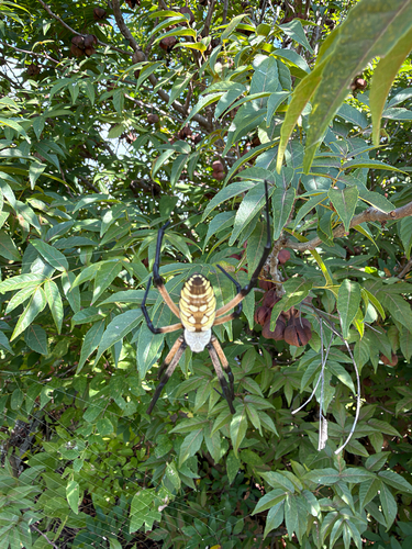 Yellow Garden Spider