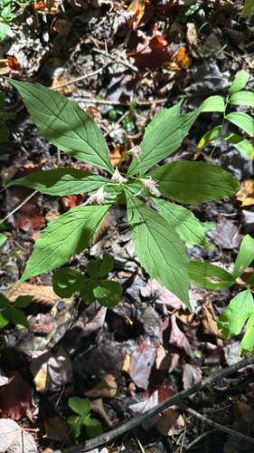 whorled wood aster