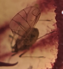 Myzus persicae