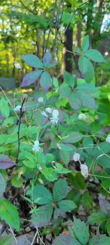 bladder campion