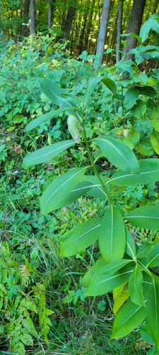 common milkweed