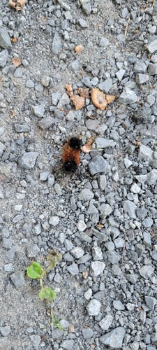 Isabella Tiger Moth