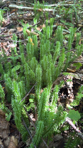 interrupted clubmoss