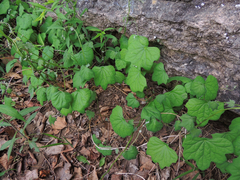 Menispermum canadense