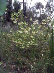 Pimelea linifolia linifolia