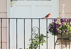 Cardinalis cardinalis