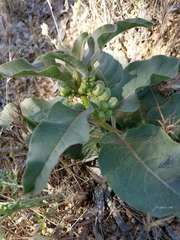 Asclepias nyctaginifolia