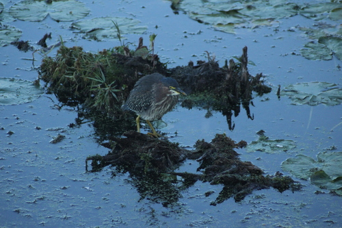 Green Heron