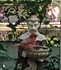 Cardinalis cardinalis