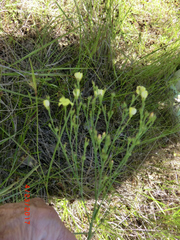 Hypericum drummondii