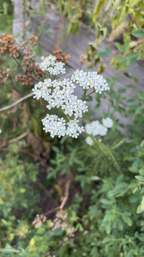 common yarrow