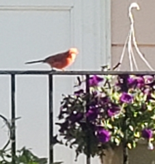 Cardinalis cardinalis