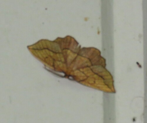 Bordered Beauty