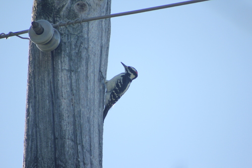Hairy Woodpecker