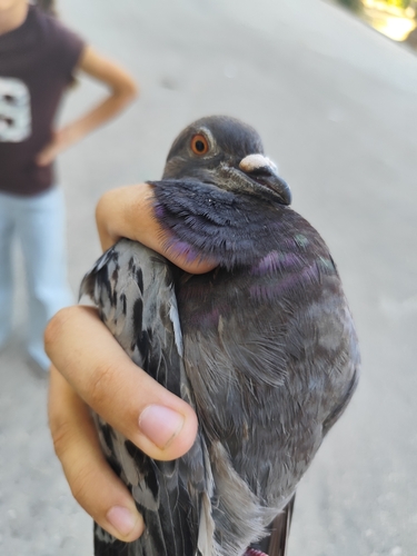 Feral Pigeon