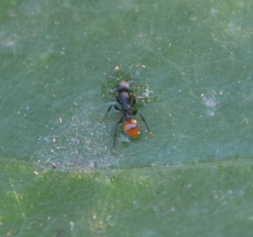 Temnothorax skwarraeTemnothorax skwarrae