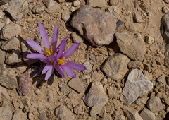 Colchicum tunicatum