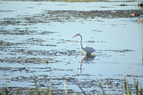Great Egret