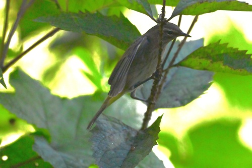 Palm Warbler