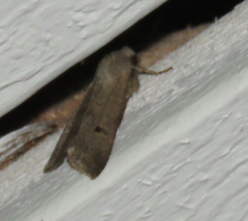 Red-line Quaker