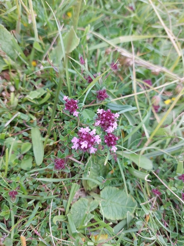 Thymus praecox