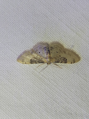 Idaea filicata