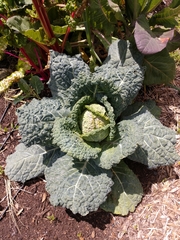 Brassica oleracea capitata