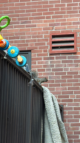 Eastern Gray Squirrel