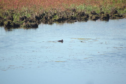 Pied-billed Grebe