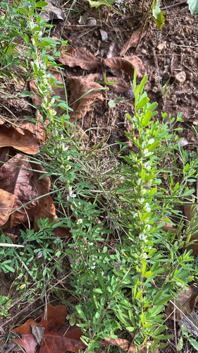 Chinese bushclover