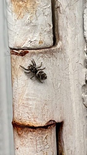 Zebra Jumping Spider