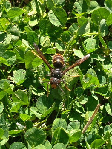 Yellow-legged Hornet