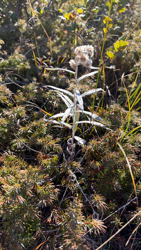 pearly everlasting