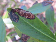 Phytomyza glabricola
