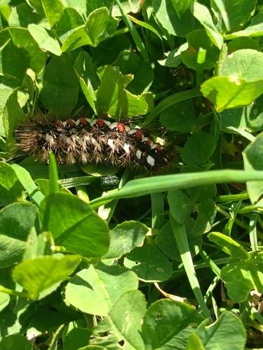 Knot Grass Moth